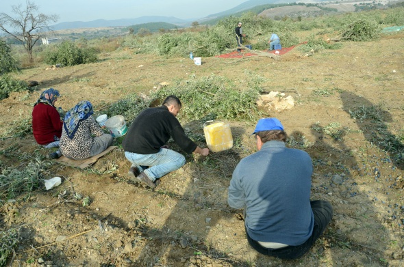 Yırca Köyü'nde ağlatan hasat