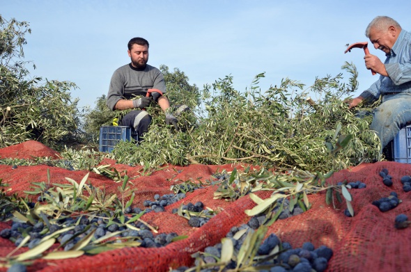 Yırca Köyü'nde ağlatan hasat