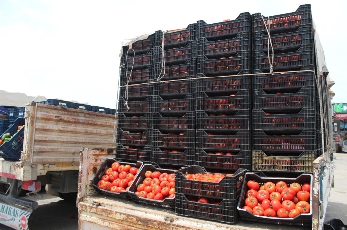Antalya Halinde Domates 1 Liraya Kadar Düştü
