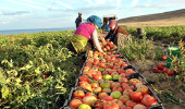 İsrail, Türkiye'den Tarım Ürünleri İthalatını Dondurdu