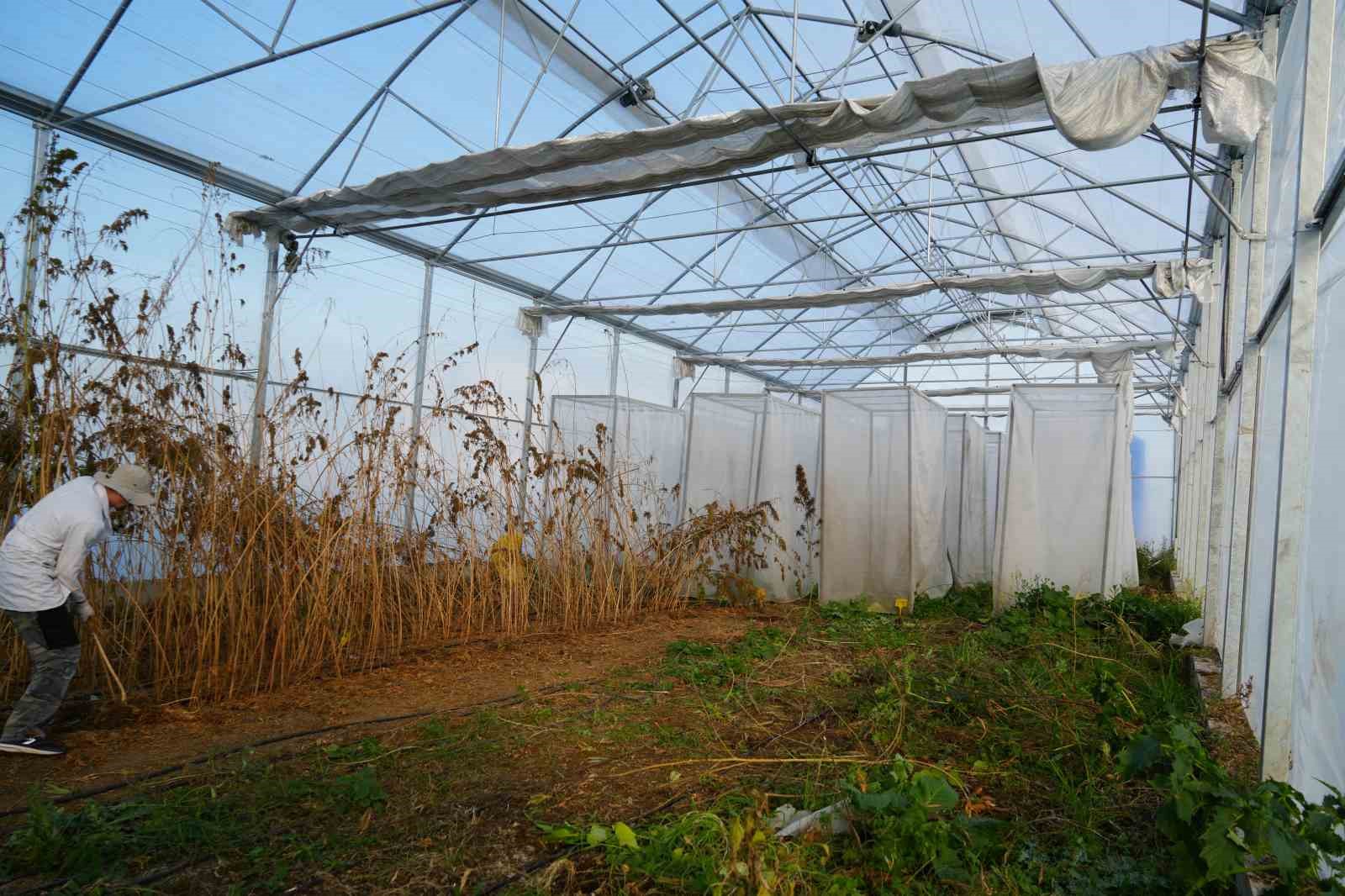 Kenevir kabinlerinde melezleme y&ouml;ntemiyle yeni kenevir &ccedil;eşitleri elde etmeye &ccedil;alışıyorlar
