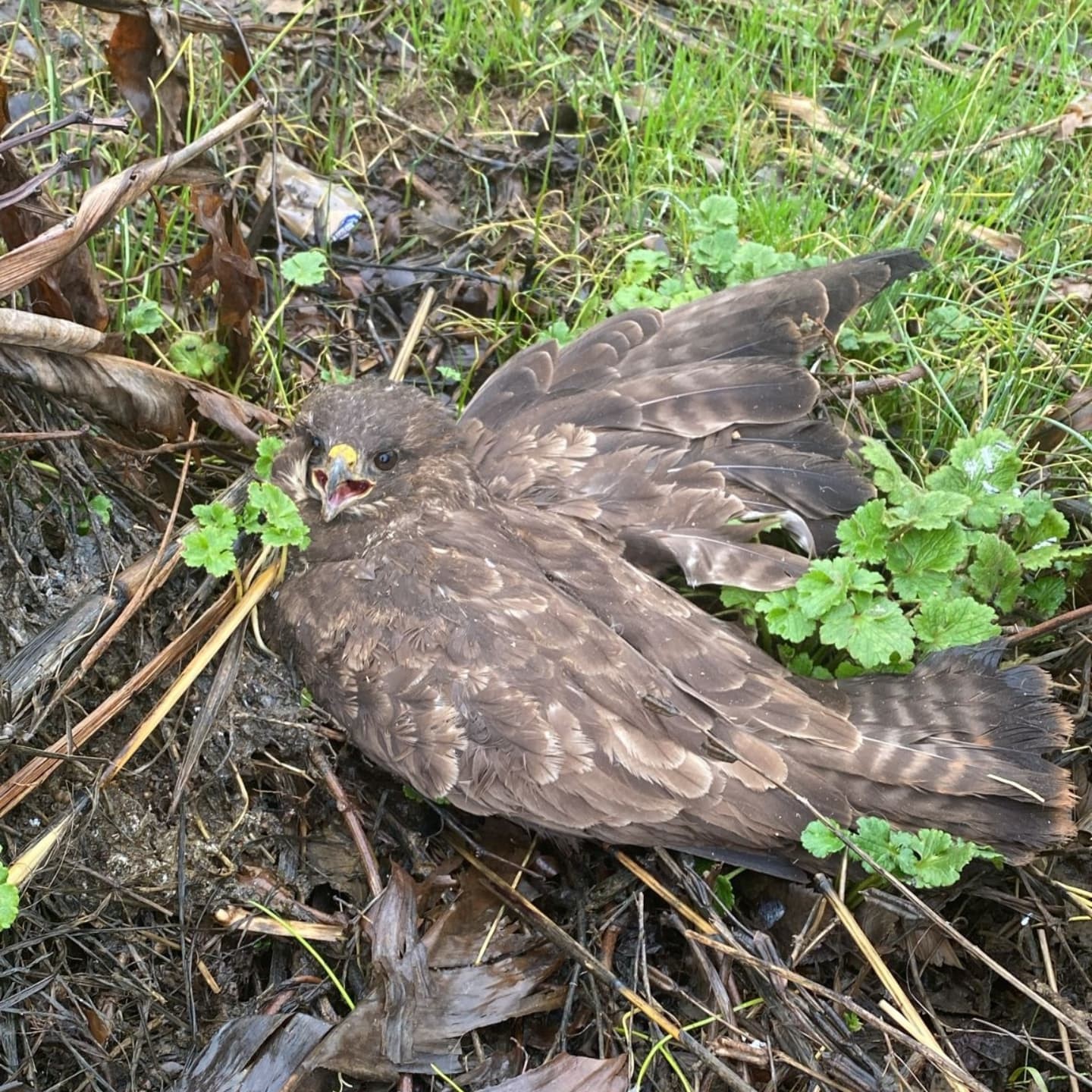 Menteşe’de yaralı Şahin kurtarıldı