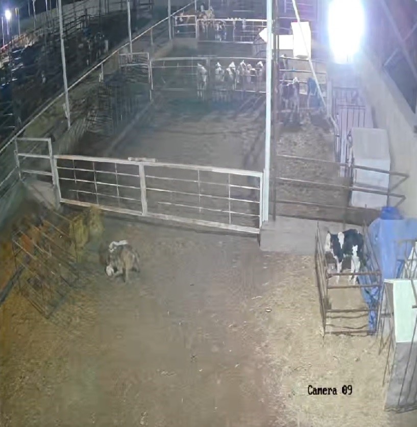 A&ccedil; kurt &ccedil;iftliği bastı, danaya saldırdı
