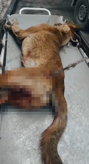 Yaralı köpek, büyükşehir ile yeniden hayata tutundu