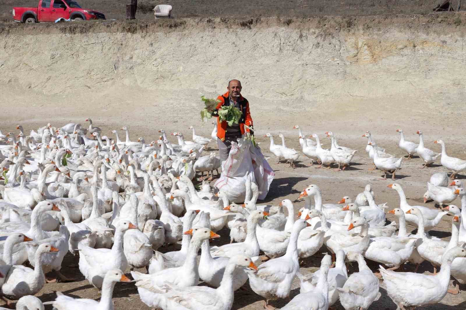 Ordu&rsquo;da aş&ccedil;ılara &rsquo;kaz eti&rsquo; eğitimi
