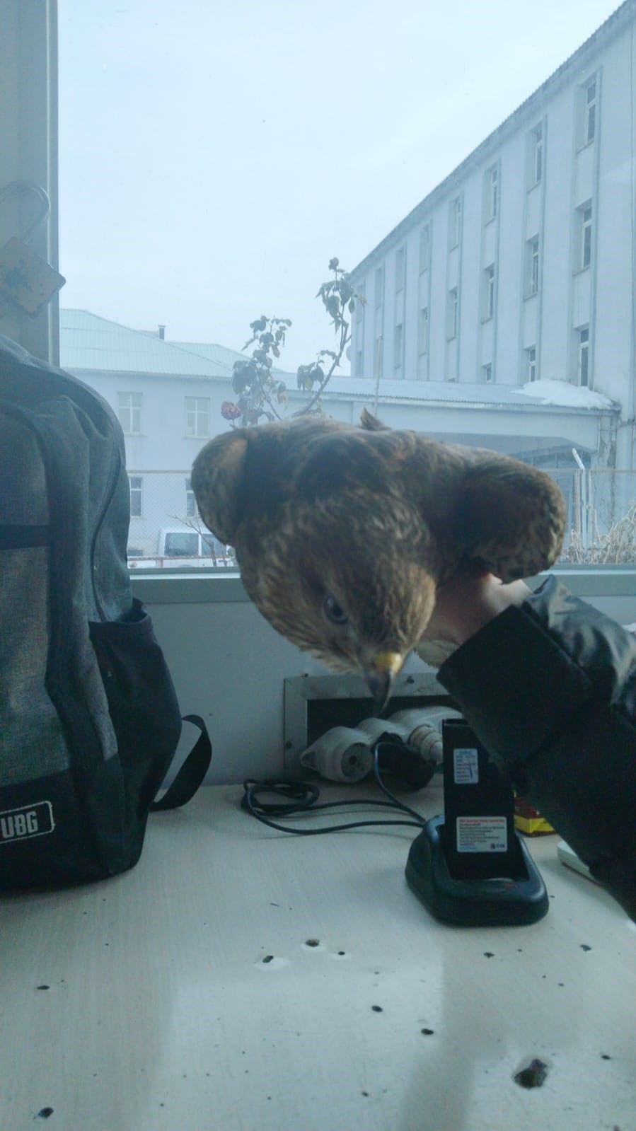 Tatvan&rsquo;da yaralı şahin yavrusu bulundu
