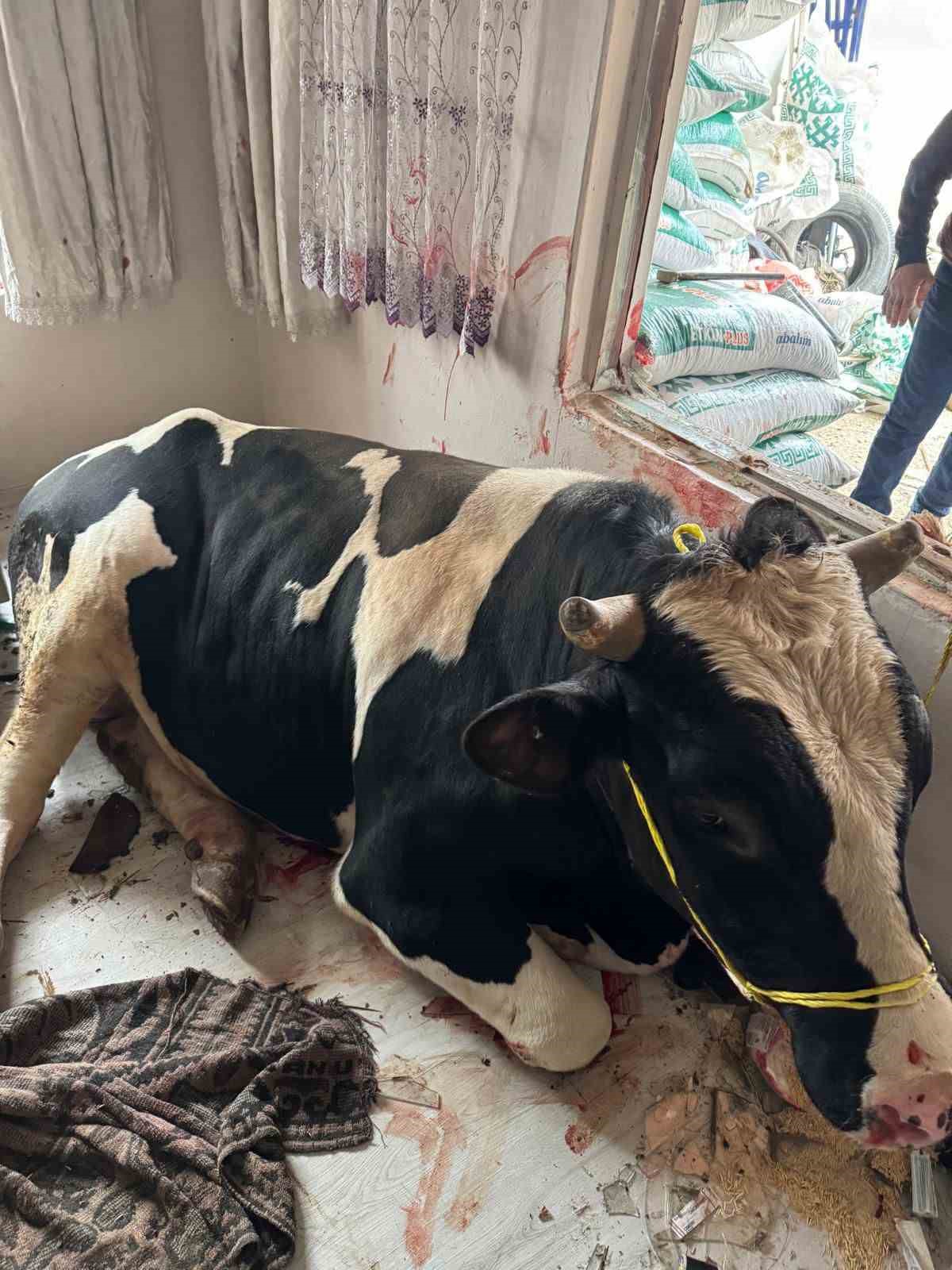 450 kiloluk tosun kahvaltı yapan çocukların bulunduğu salona daldı büyük panik yaşattı