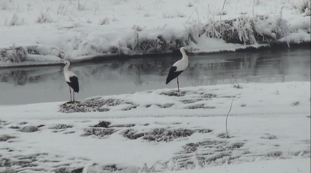 Kars&rsquo;ta g&ouml;&ccedil; edemeyen leylekler kar &uuml;st&uuml;nde g&ouml;r&uuml;nt&uuml;lendi

