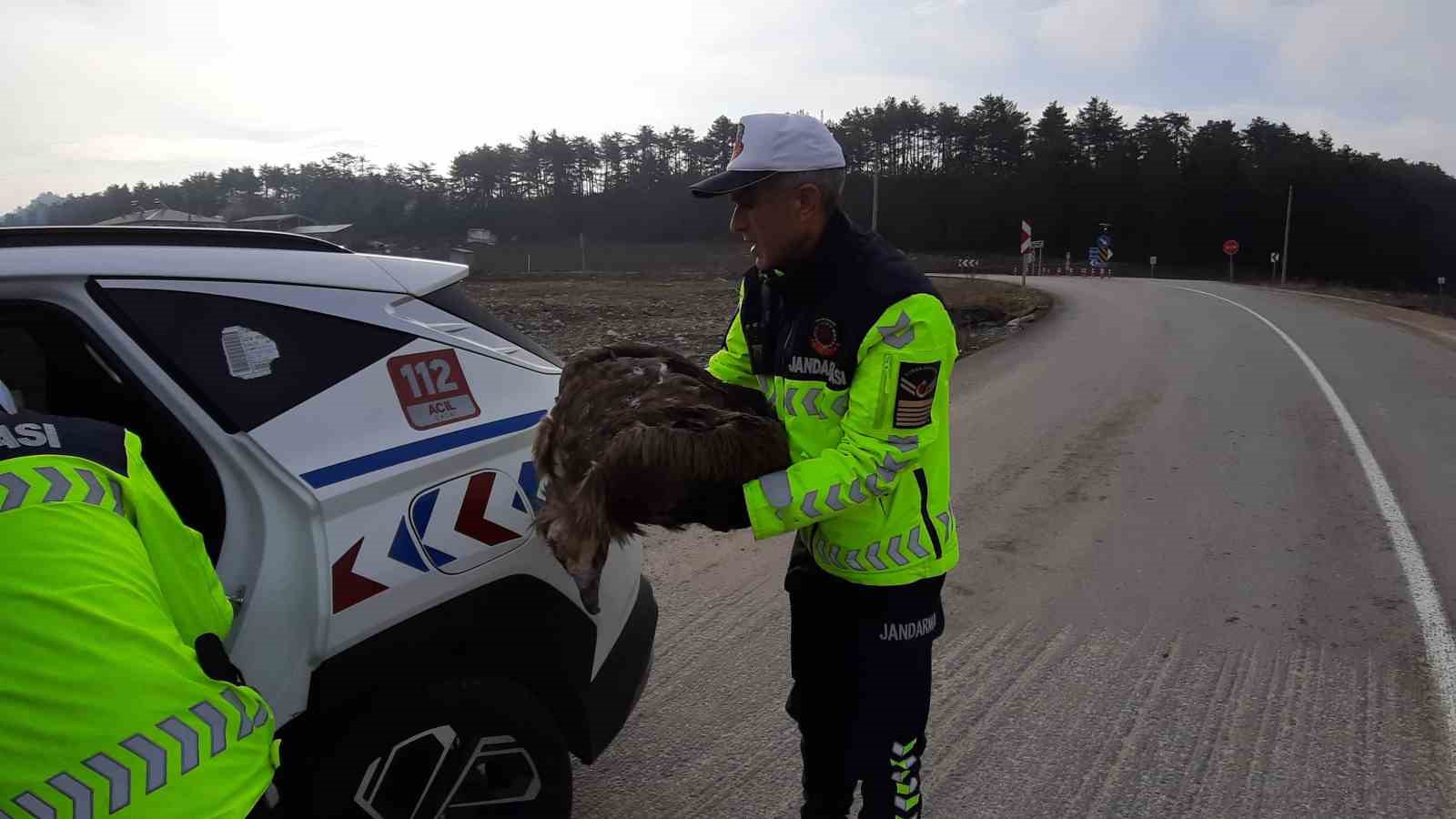 &Ouml;lmek &uuml;zere olan yaralı akbabanın yardımına jandarma yetişti

