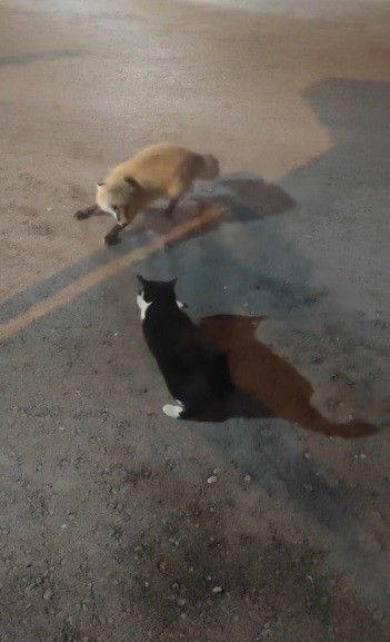 Kediyle tilkinin yemek m&uuml;cadelesi y&uuml;zlerde tebess&uuml;m oluşturdu
