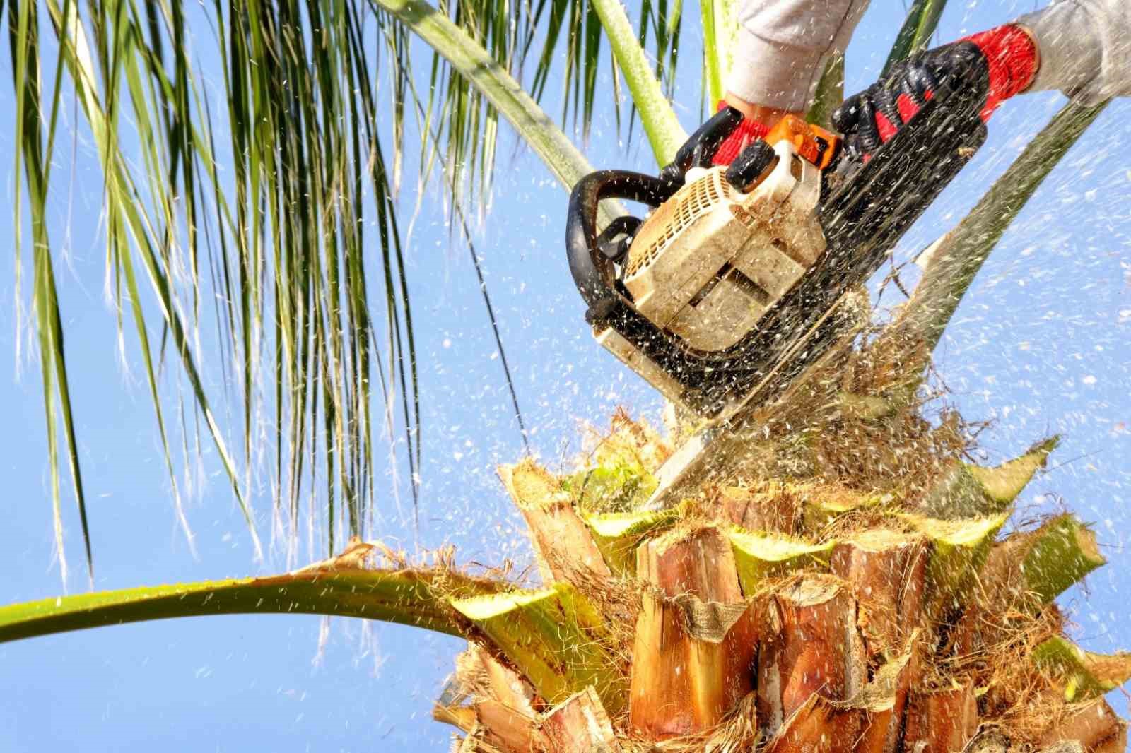 Bodrum&rsquo;da palmiyelerde bakım zamanı
