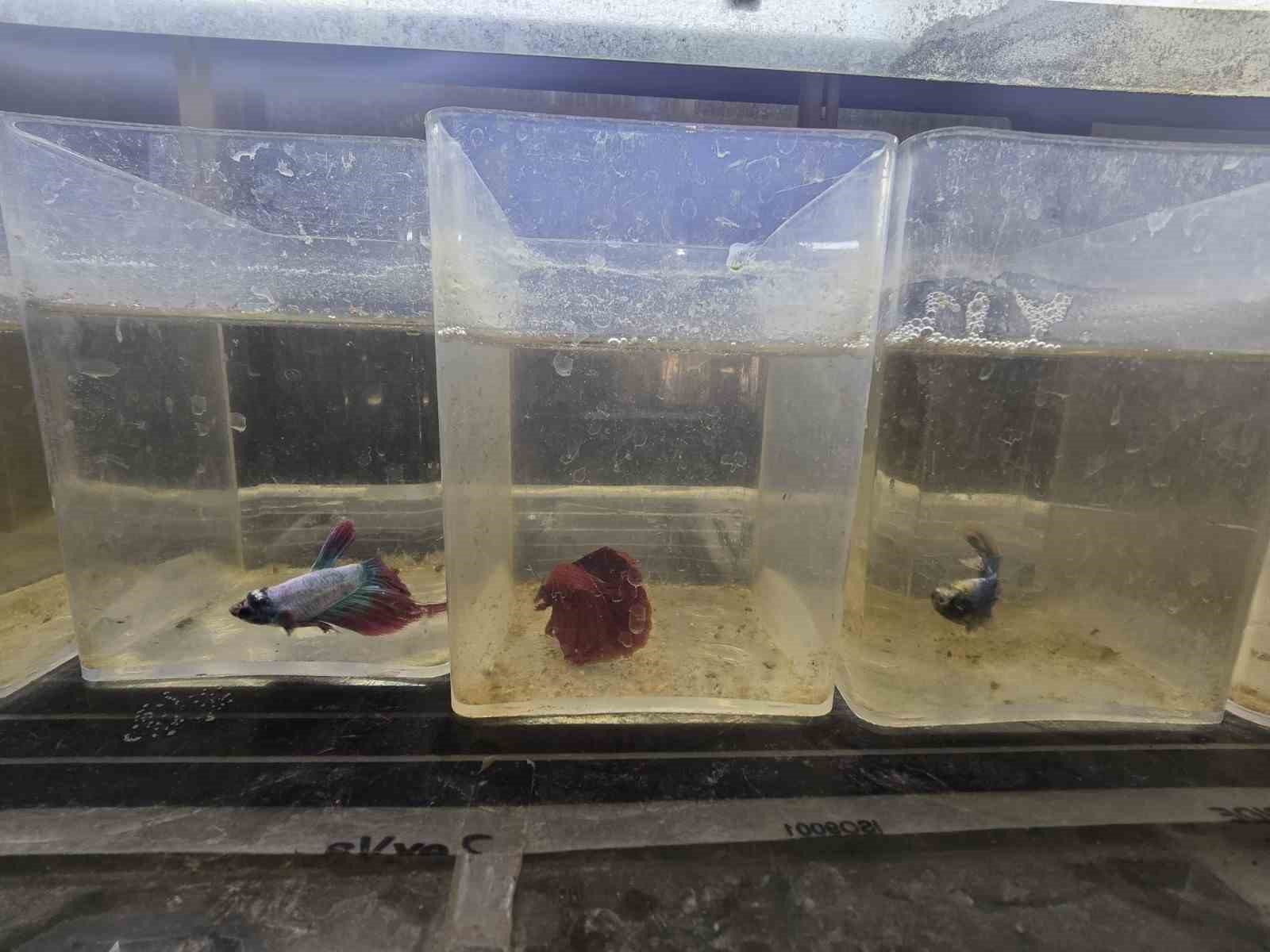 Kavgacı balıklar ayrı b&ouml;l&uuml;mlerde tutularak satışa sunuluyor
