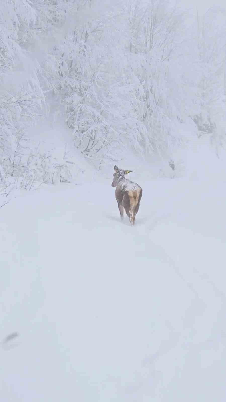 Karla kaplı alanlarda kızılgeyik g&uuml;zelliği
