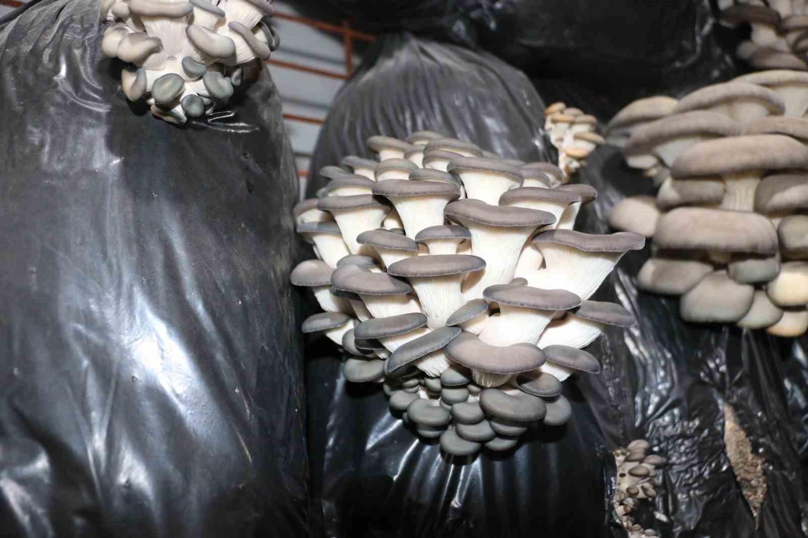 Erzincan&rsquo;da istiridye mantarı &uuml;retimi başladı
