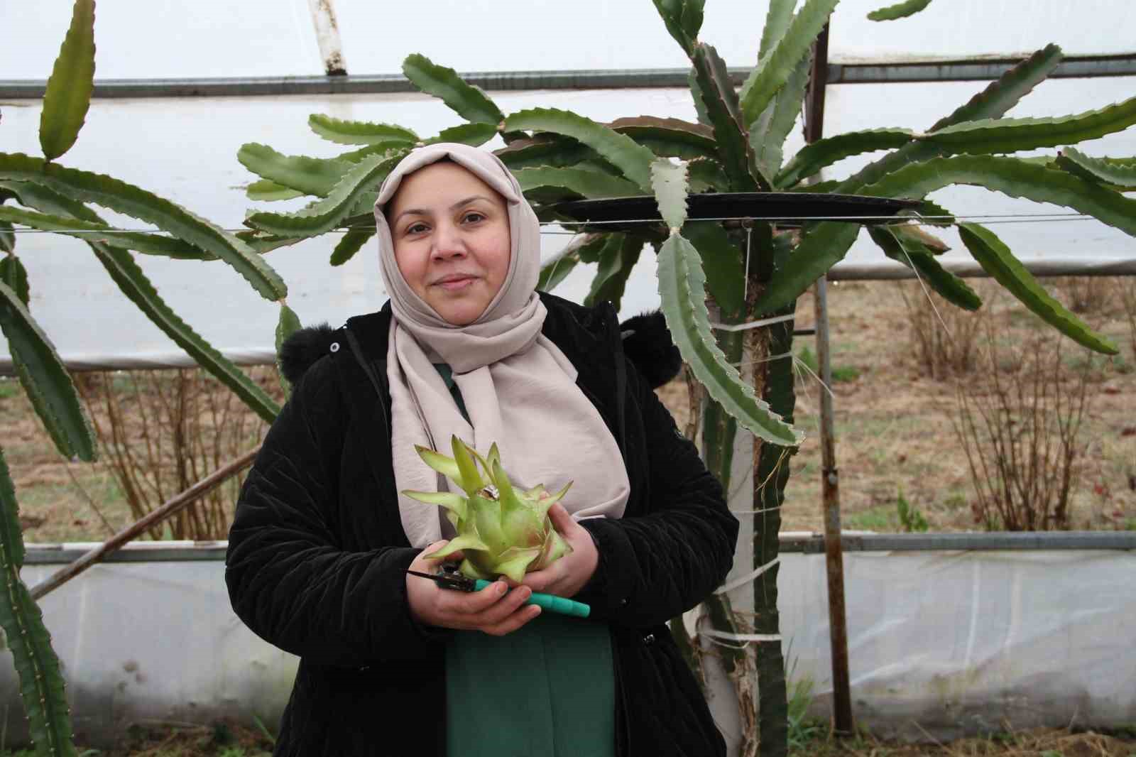 Kadın girişimci, &Ccedil;arşamba Ovası&rsquo;nda &lsquo;ejder meyvesi&rsquo; yetiştirdi
