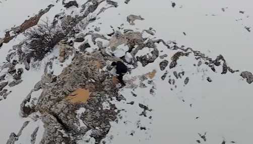 Doğu’da yaban hayvanları için doğaya yem bırakıldı