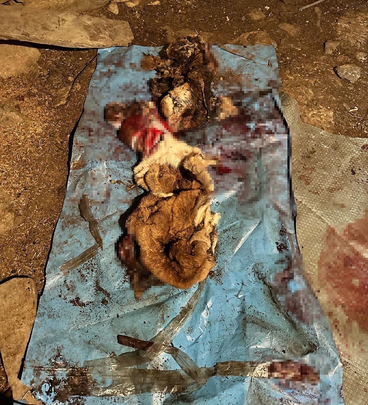 Dağ ke&ccedil;ilerini avlayıp sucuk yapmış: 1 milyon 961 bin TL ceza kesildi
