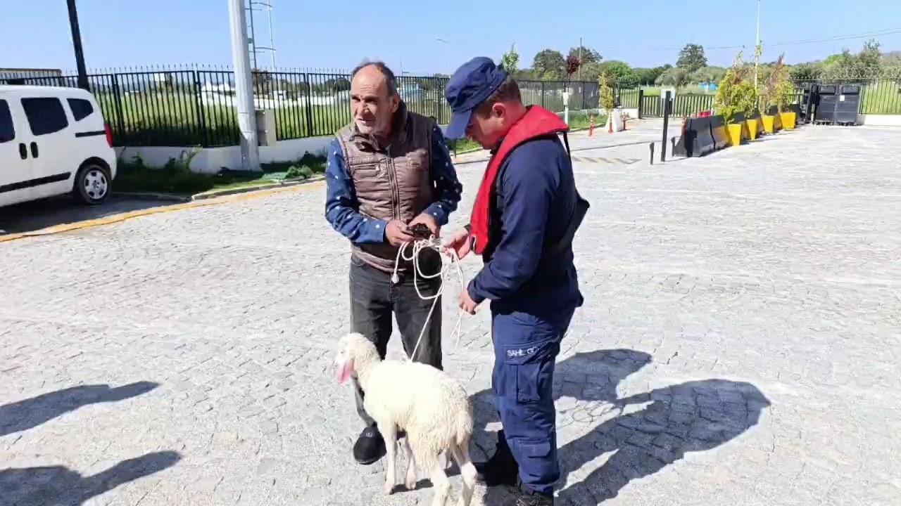 Denizde sürüklenen kuzuyu Sahil Güvenlik kurtardı
