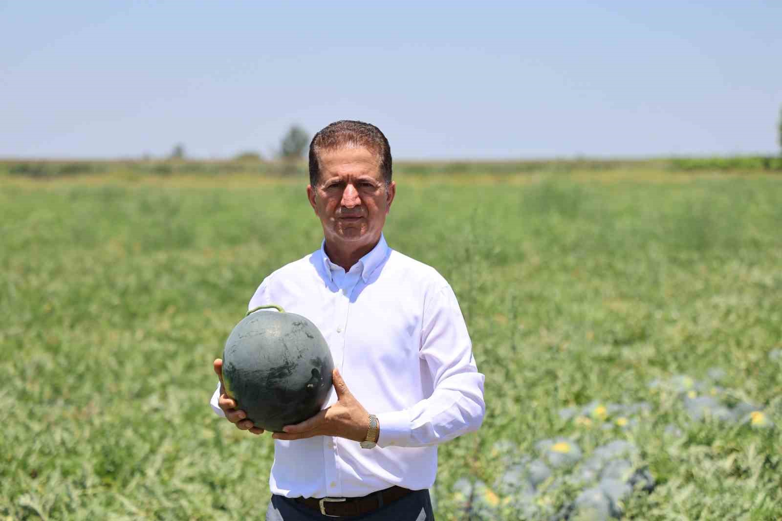 Adana’da karpuzun tarlada kilogram fiyatı 2,5 liraya kadar geriledi
