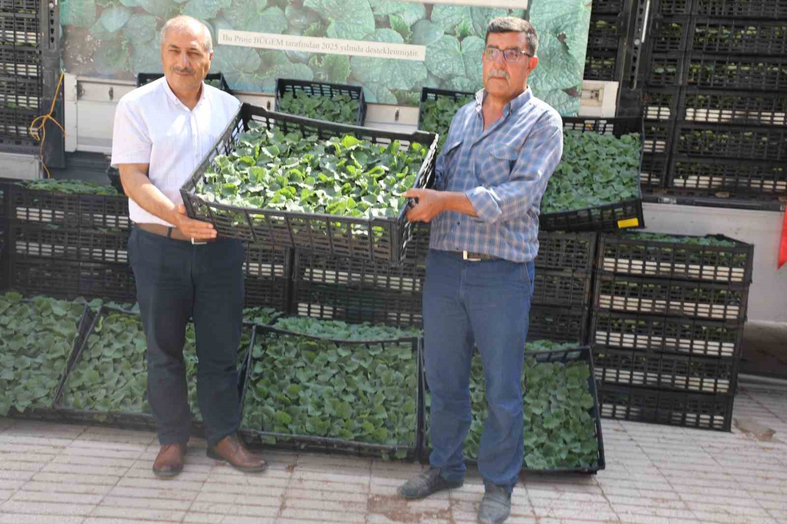 Elazığ’da 101 bin adet fide dağıtıldı
