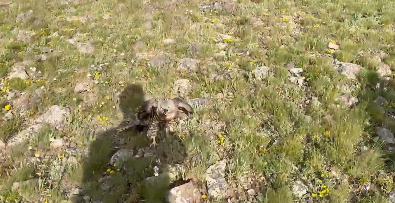 Kars’ta tedavileri tamamlanan yaban hayvanları doğayla buluştu
