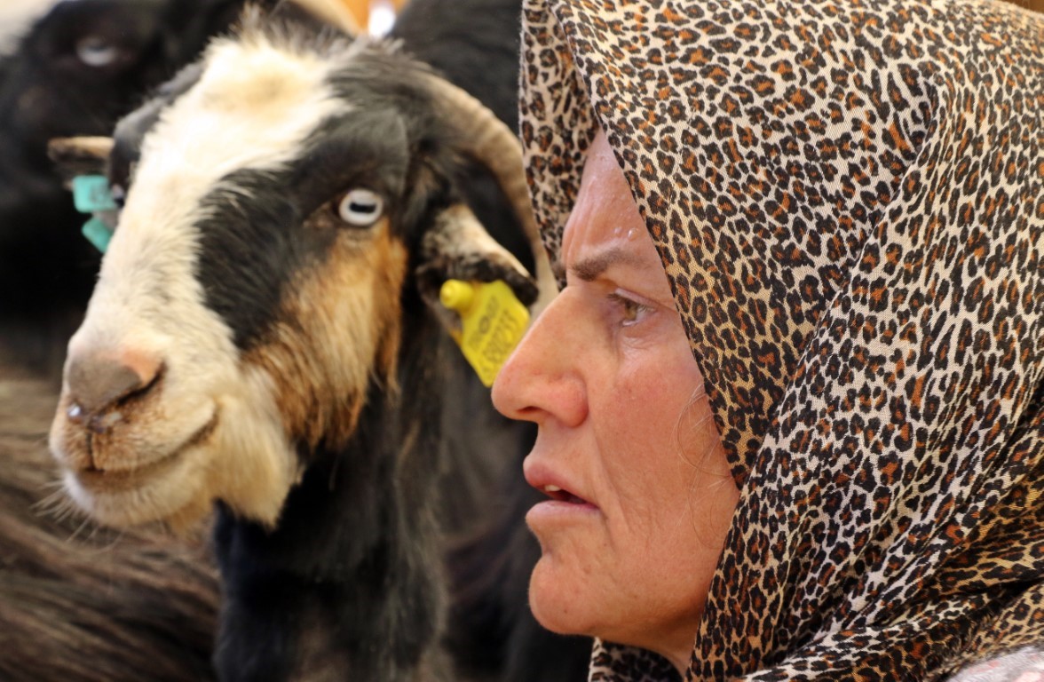 Sürüsüne dadanan kurtlar, çoban kadını dron pilotu yaptı