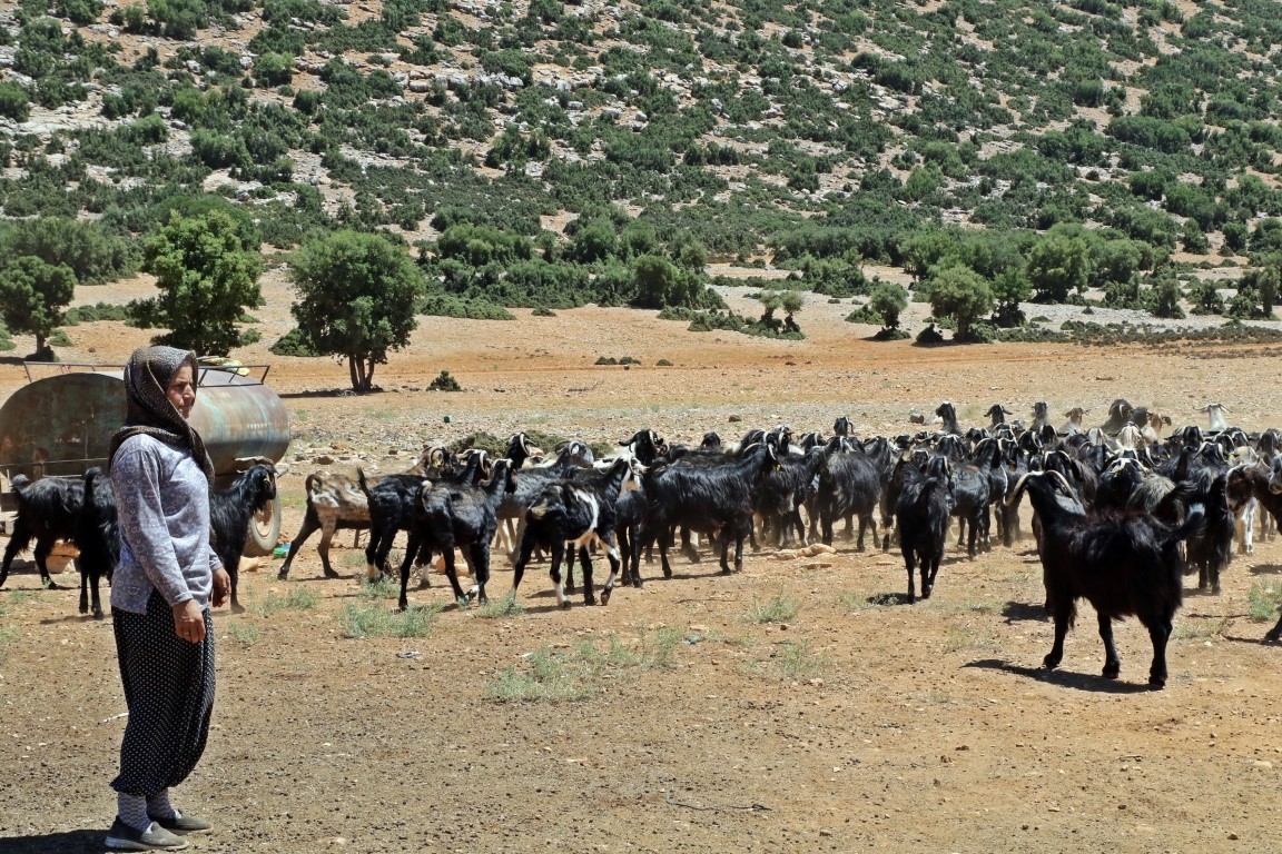 Sürüsüne dadanan kurtlar, çoban kadını dron pilotu yaptı