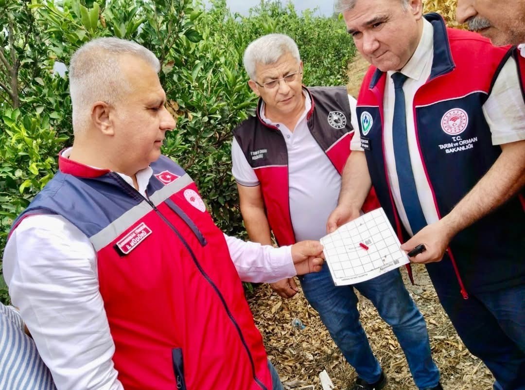 Hatay’da narenciye bahçeleri zararlı organizmalara karşı incelendi

