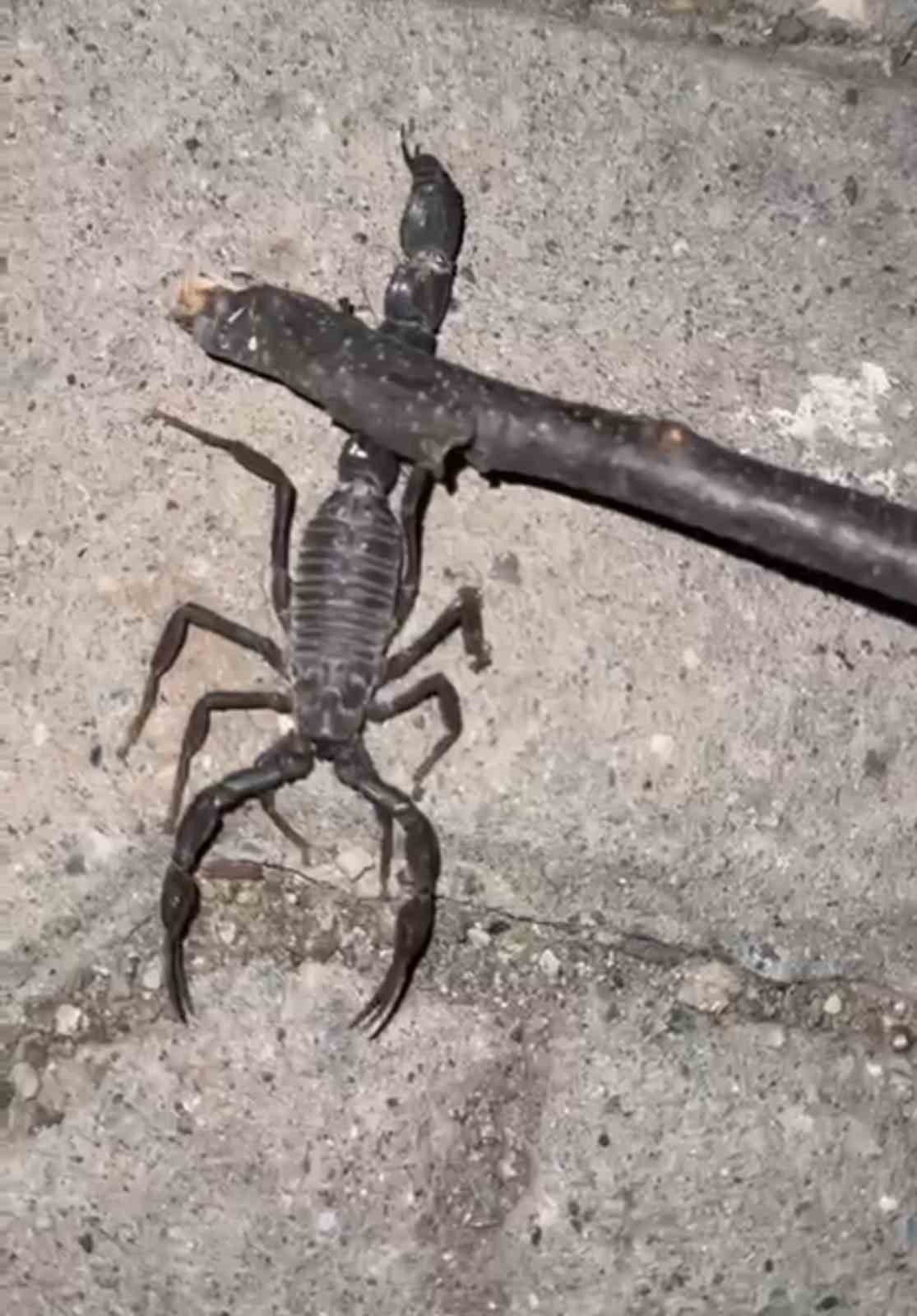 Batman’da köyü akrepler bastı; köylüler tedirgin
