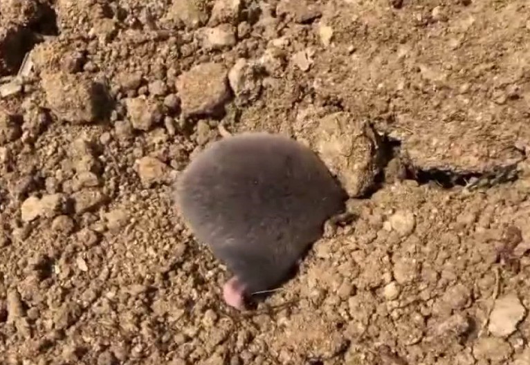 Tunceli’de yuva yapmak için kazı yapan köstebek kameraya yansıdı
