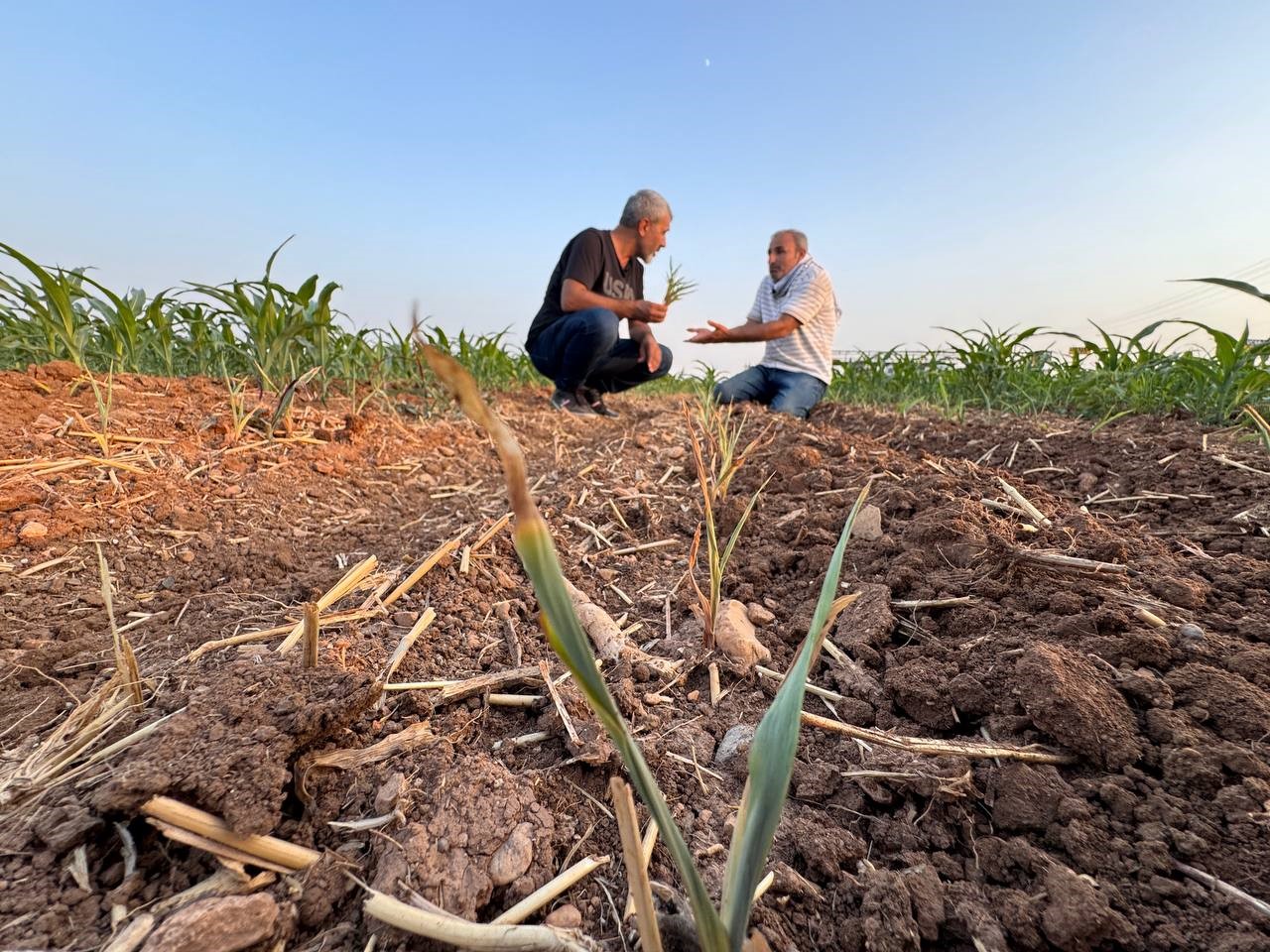 İki tohum arasındaki büyüme farkı çiftçiyi kızdırdı
