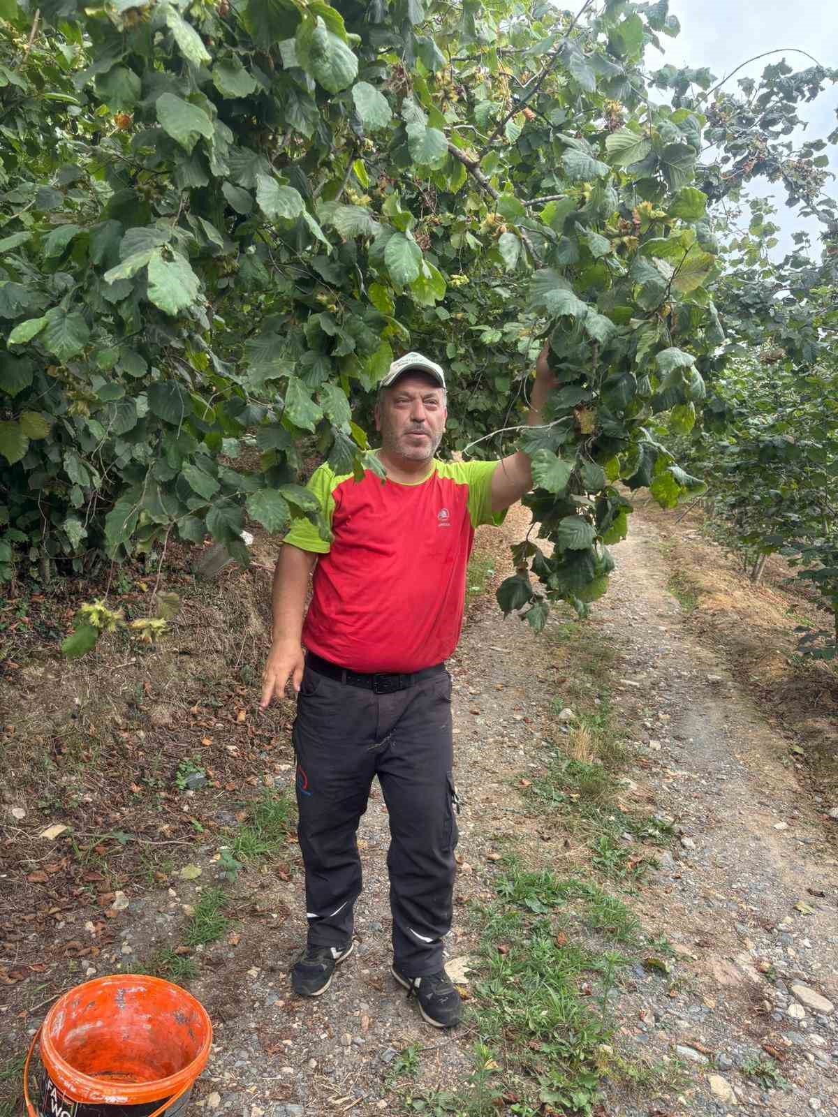 Fındık &uuml;reticileri hasat yapmaya başladı
