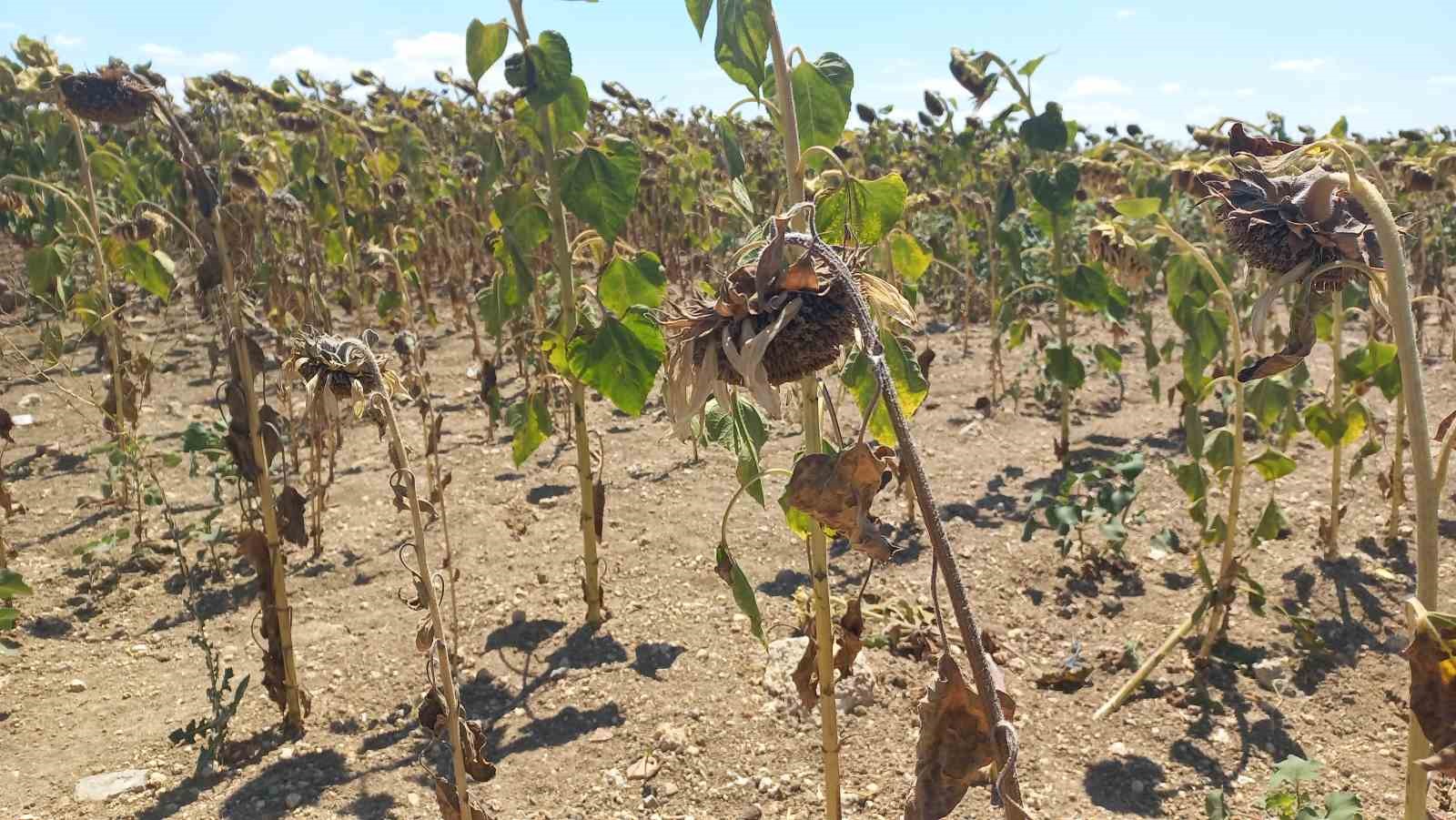 Kuraklık ayçiçeğini vurdu
