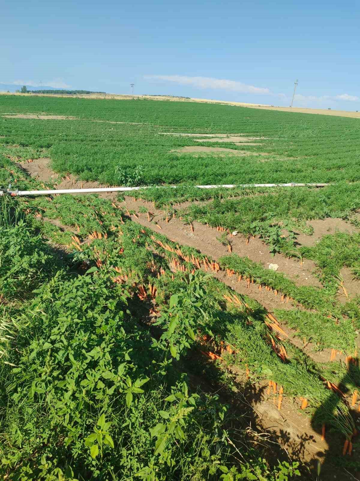 Beypazarı&rsquo;nda sağanak yağış tarlalara zarar verdi
