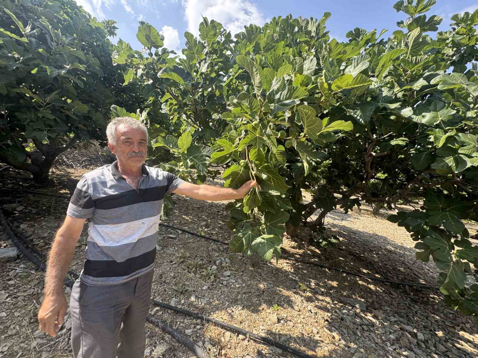 Antalya’da sıcak hava siyah incir rekoltesini yüzde 50 düşürdü
