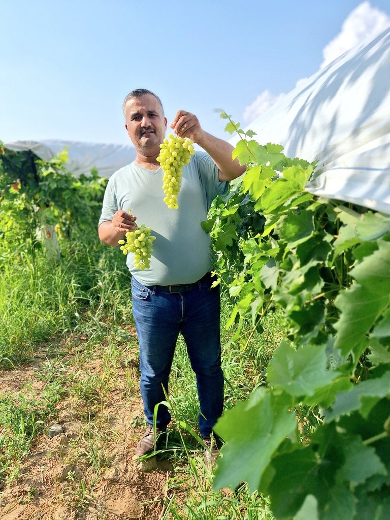 Sultaniye üzüm sezonu açıldı, üreticiler sosyal medyada tanıtıma başladı
