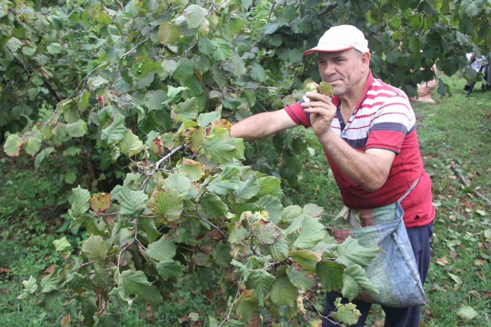 Yeşil altın fındıkta hasat başladı
