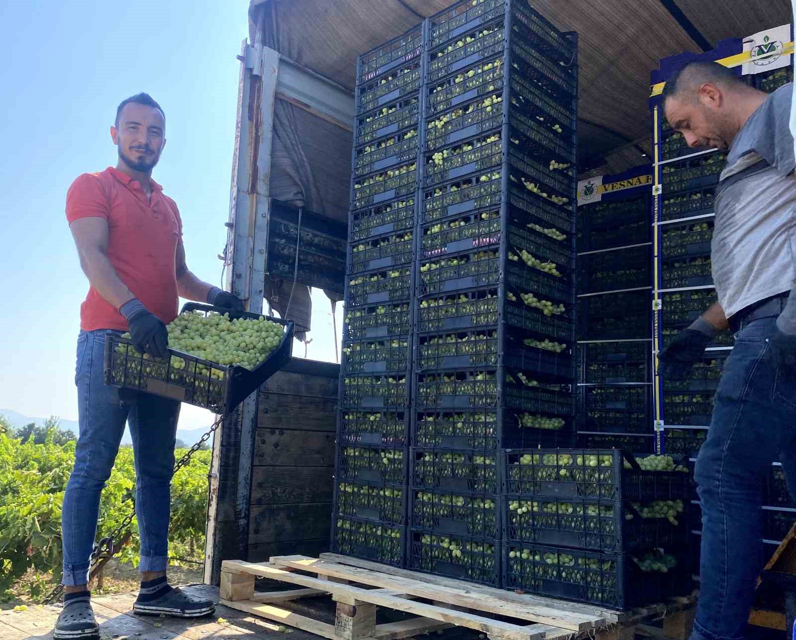 Manisa’nın dünyaca ünlü çekirdeksiz sofralık Sultaniye üzümünde hasat başladı
