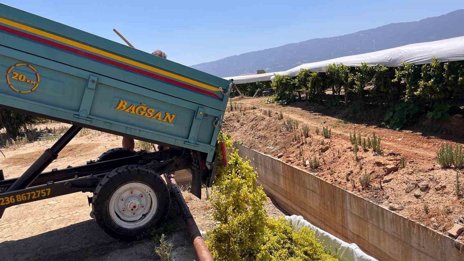 Sarıgöl’de çıkma üzüm 16 TL’ye yükseldi
