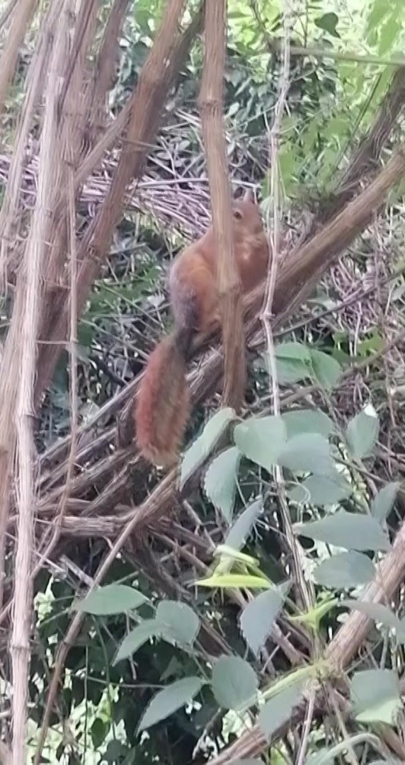 Davetsiz misafire böyle seslendi: "Sincap kardeş ekmeğimi niye çaldın"
