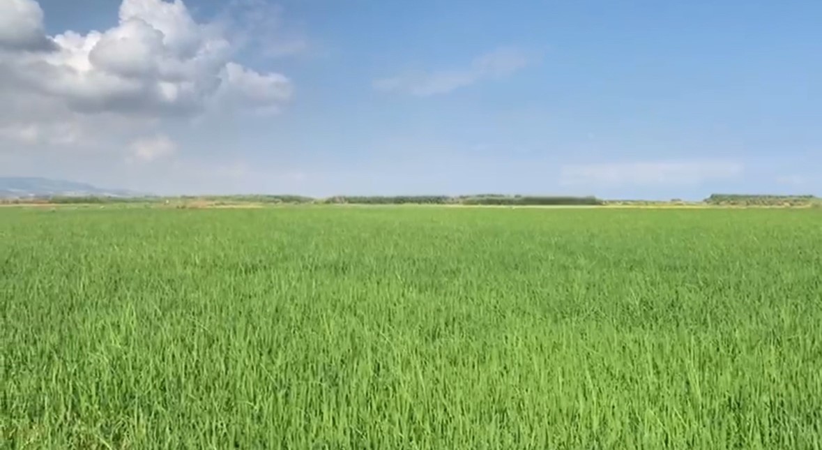 Gönen Ovası’nda çeltik tarlaları susuz kaldı
