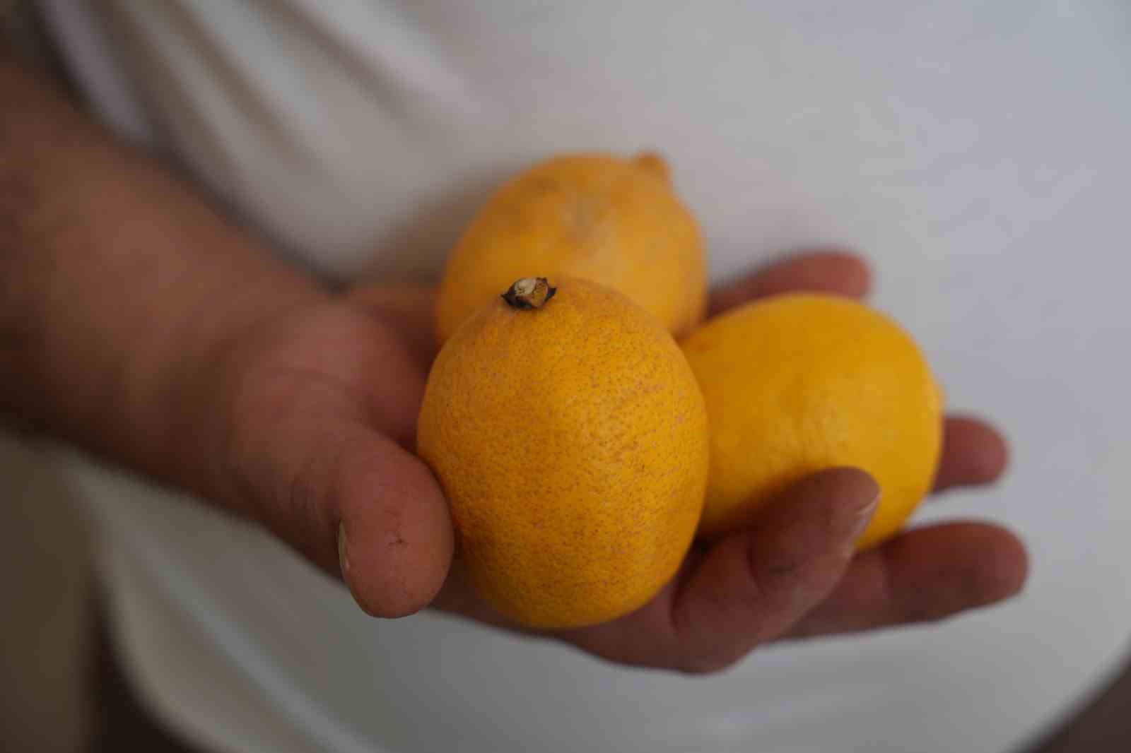 Bayburt’ta artan limon fiyatları limonlu çayın tadını kaçırdı: "Limonlu çay keyfimize limon sıkıldı"
