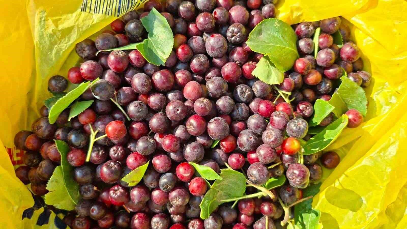 Hisarcıklı çiftçinin deneme amacıyla diktiği aronyalar ilk meyvelerini verdi
