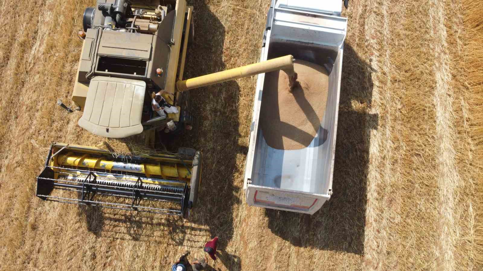 Atıl araziler ekonomiye kazandırıldı: Yerli tohumla rekolte yüz güldürdü
