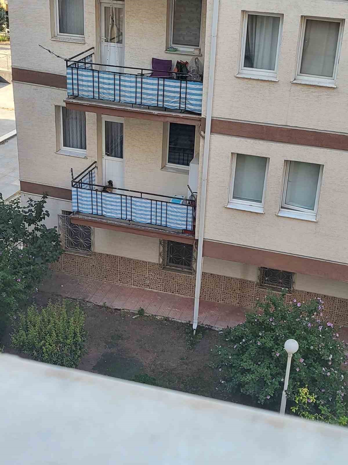 Kedinin balkona mahkum edildiği iddiası polisi harekete geçirdi