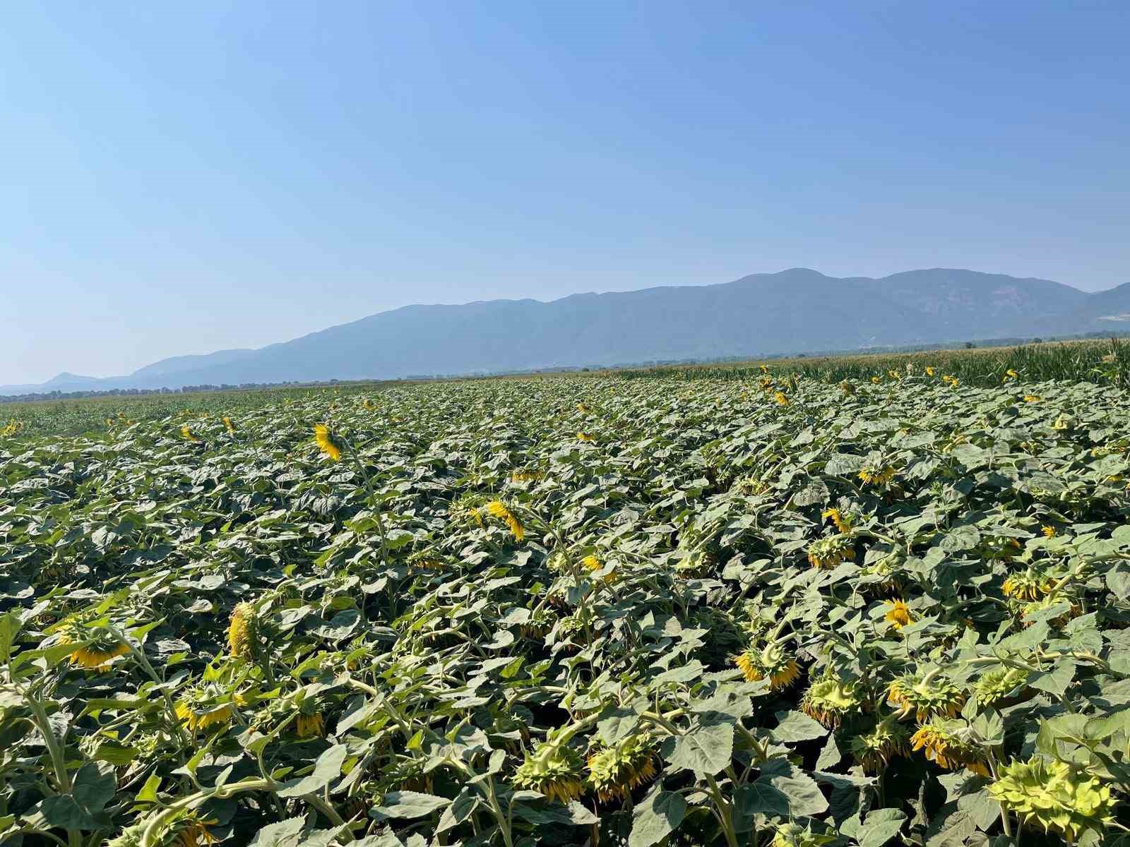 Simav’da TAKE projesi çerçevesinde ayçiçeği ekili parsellerde kontroller yapıldı
