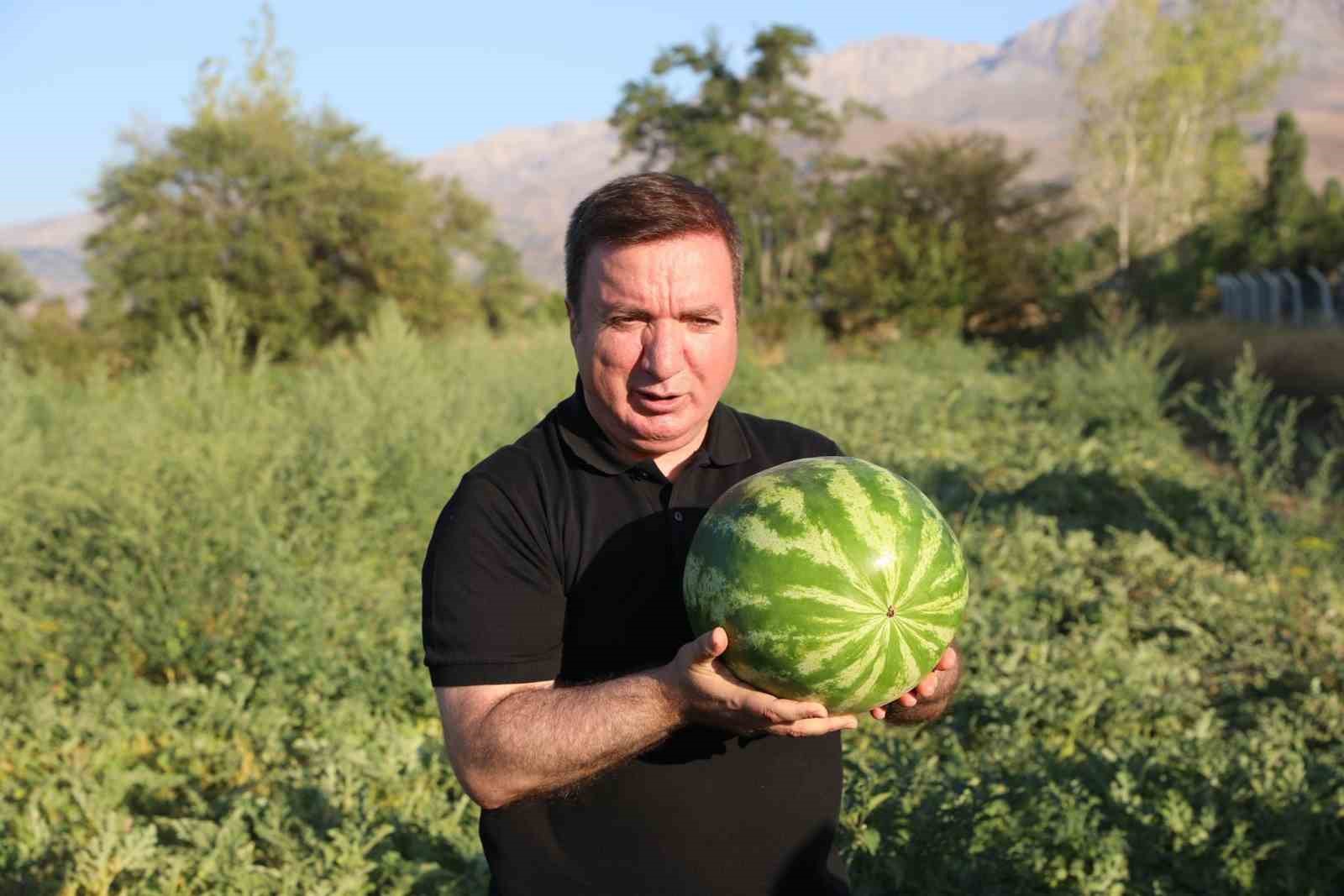 Erzincan’ın bereketli topraklarında üretilen karpuzun hasadı başladı
