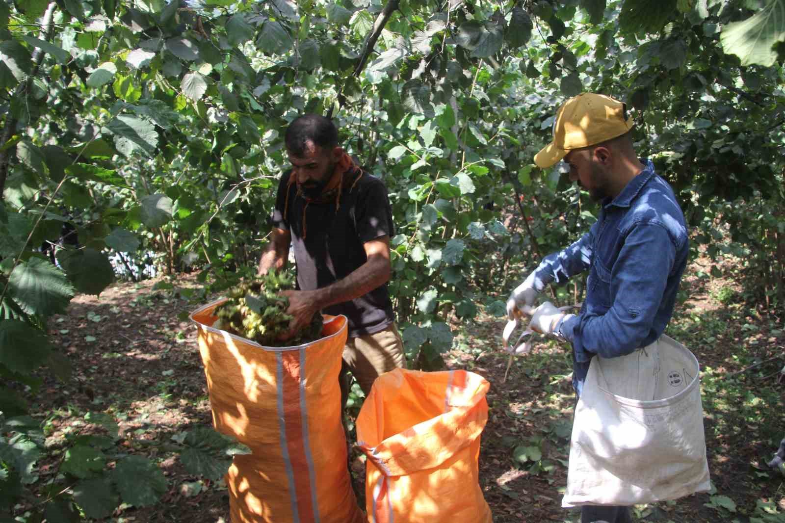 Soydan: "Üreticiler kontrollü hareket ederse, fındık fiyatları taban fiyatın üzerine çıkar"
