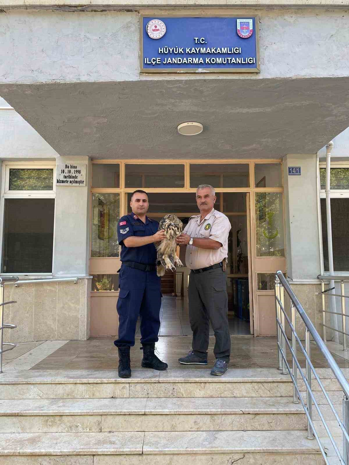 Yaralı bulunan baykuş koruma altına alındı