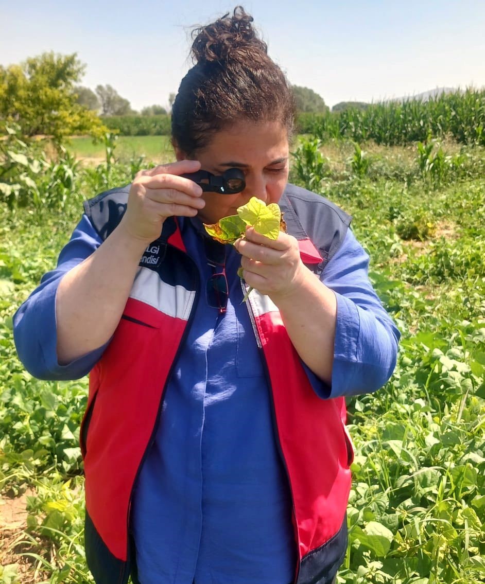 Kütahya’da fasulye ve mısır tarlalarında hastalık ve zararlı kontrolü
